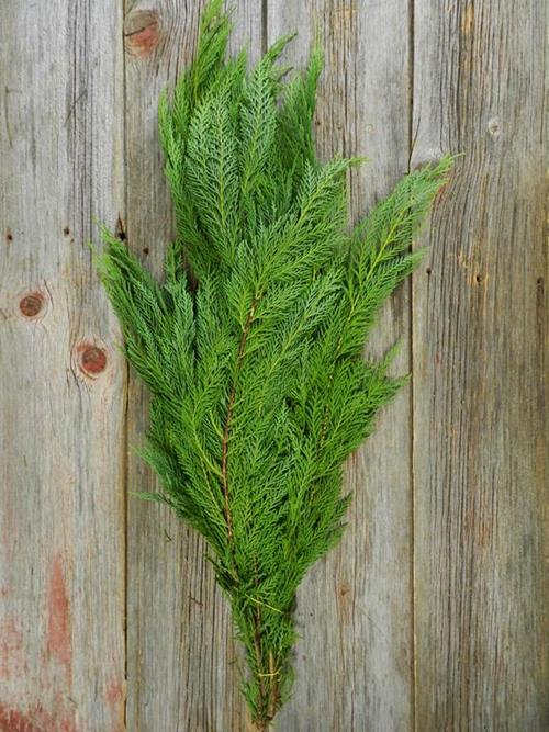 LEYLAND CEDAR CHRISTMAS GREENS